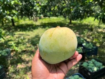 হিমসাগর