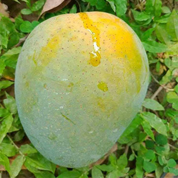 আম